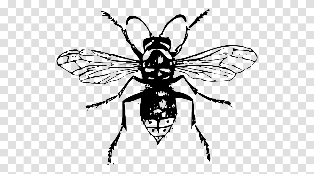 White Wasp, Bee, Insect, Invertebrate, Animal Transparent Png