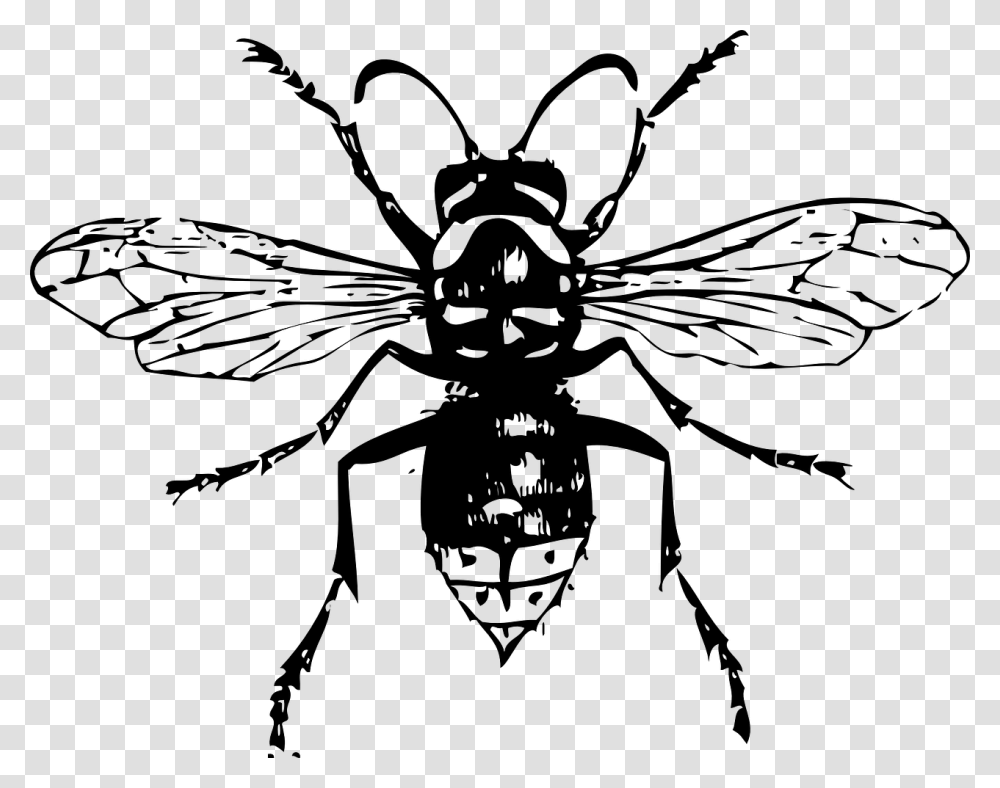 White Wasp, Gray, World Of Warcraft Transparent Png