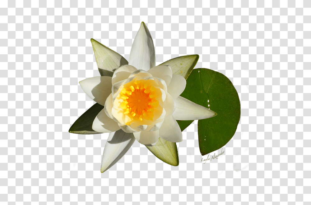 White Water Lily Carry All Pouch Sacred Lotus, Flower, Plant, Blossom, Pond Lily Transparent Png