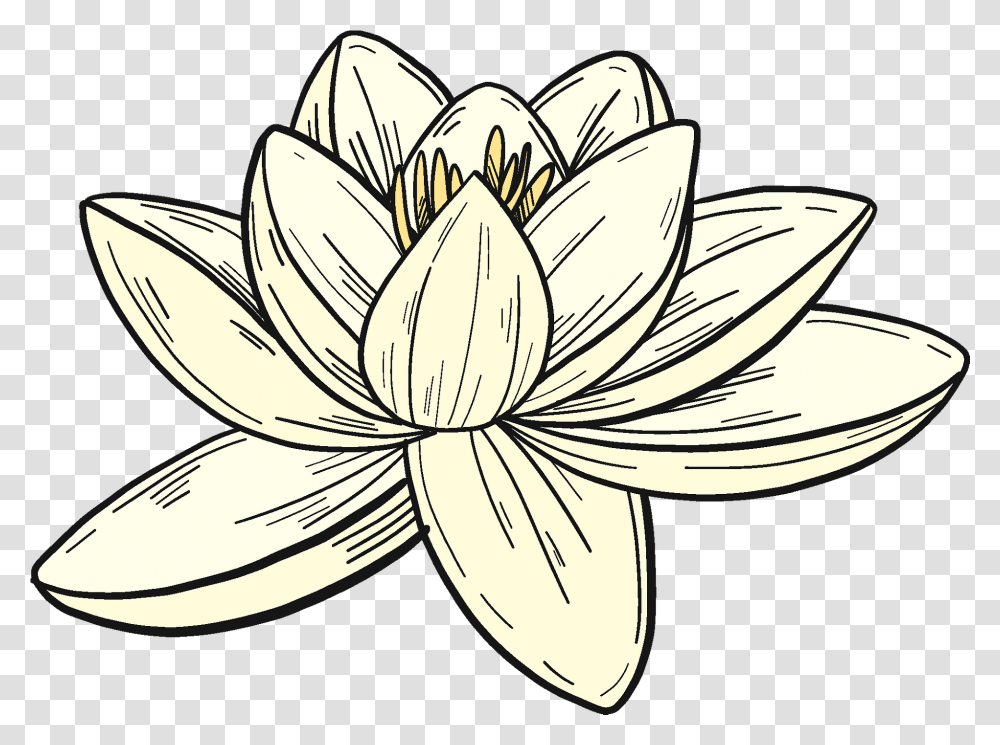 White Water Lily Clipart Lily, Plant, Flower, Blossom, Banana Transparent Png