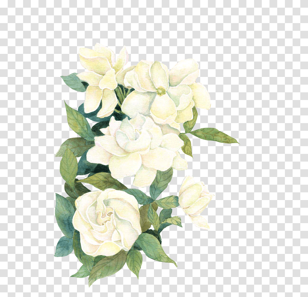 White Watercolor Flwoers Watercolor White Roses, Floral Design, Pattern Transparent Png