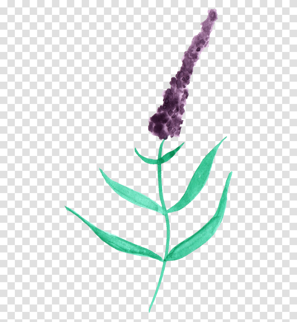 White Watercolor Watercolor Painting, Plant, Flower, Blossom, Lavender Transparent Png