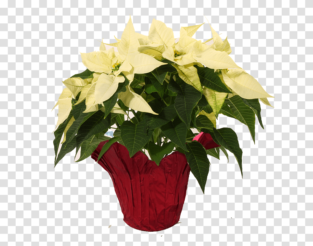 White White Poinsettia, Plant, Flower, Blossom, Flower Arrangement Transparent Png