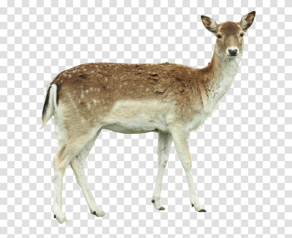 White White Tailed Deer, Antelope, Wildlife, Mammal, Animal Transparent Png