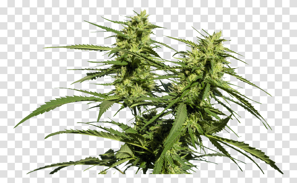 White Widow Xxl Autoflower, Plant, Hemp, Weed Transparent Png