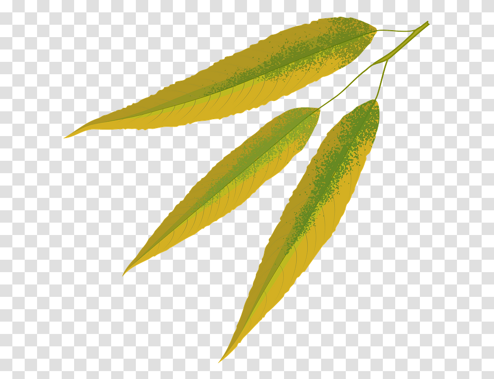 White Willow Autumn Leaf Clipart Free Download Silver Willow Leaves Clipart, Plant, Grain, Produce, Vegetable Transparent Png