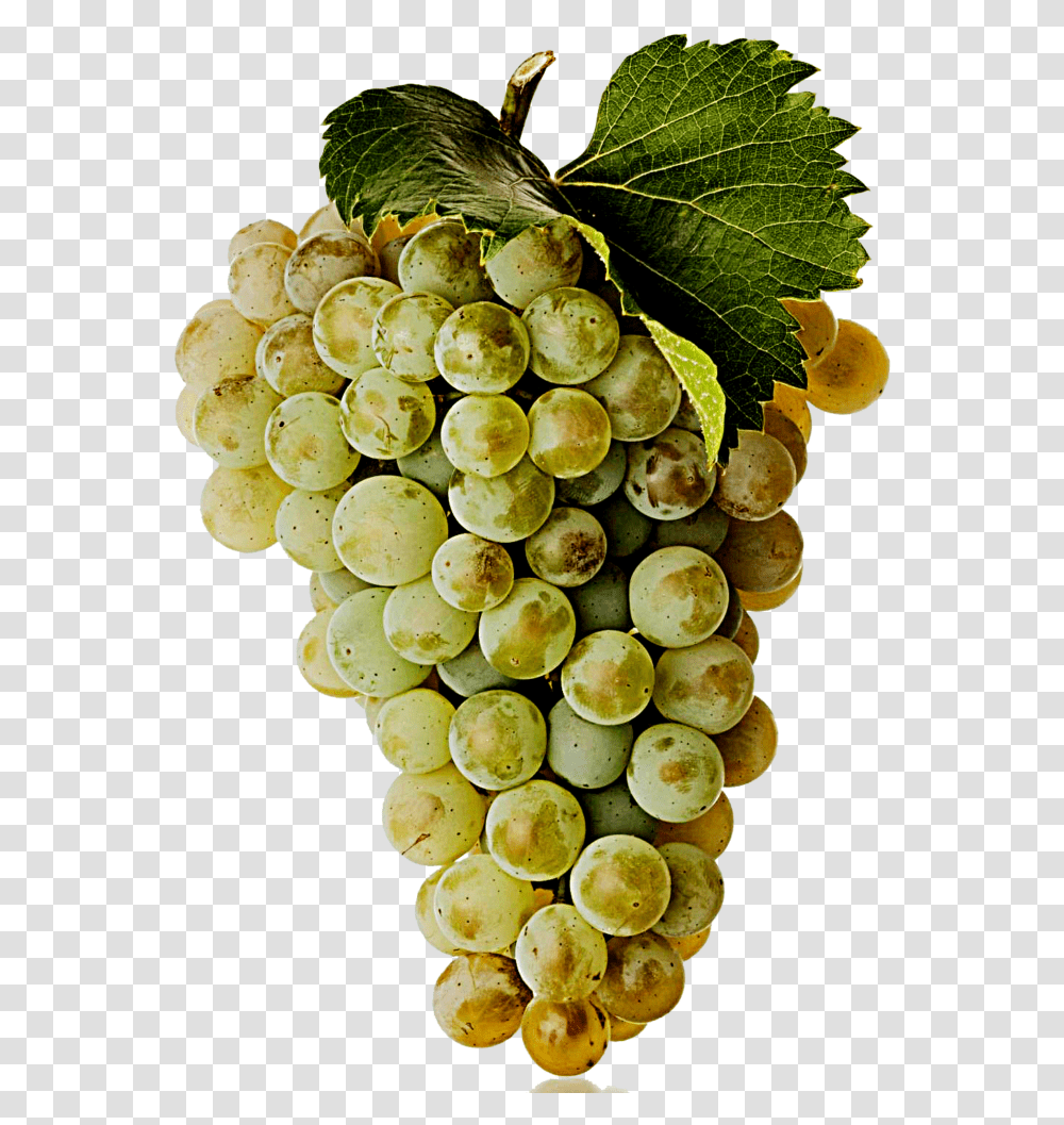 White Wine Grape, Plant, Grapes, Fruit, Food Transparent Png