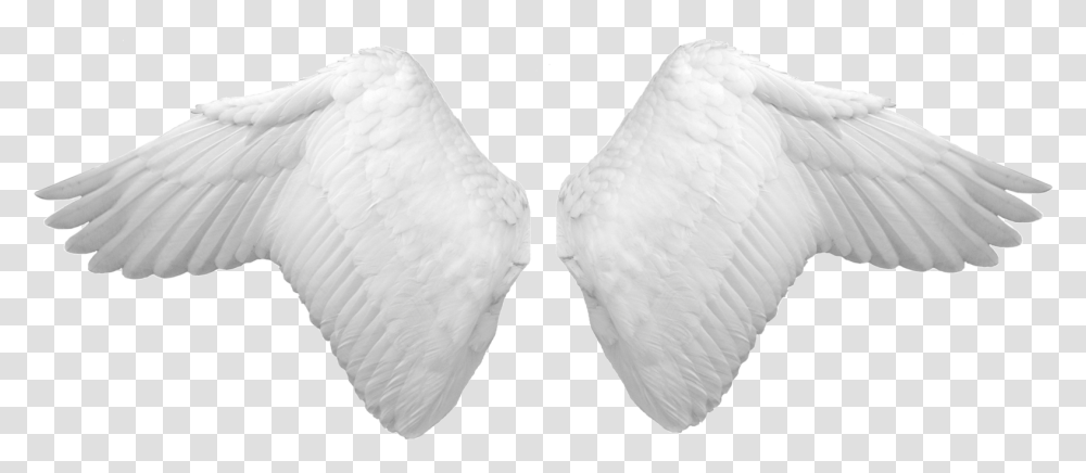 White Wings Angel Wings Psd, Bird, Animal, Swan, Pillow Transparent Png