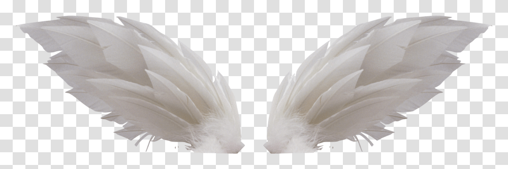 White Wings, Swan, Bird, Animal, Waterfowl Transparent Png