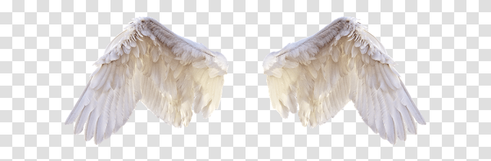 White Wings Wings Bird Feathers Freedom Fly Feathers For Editing, Animal, Waterfowl, Cockatoo, Parrot Transparent Png
