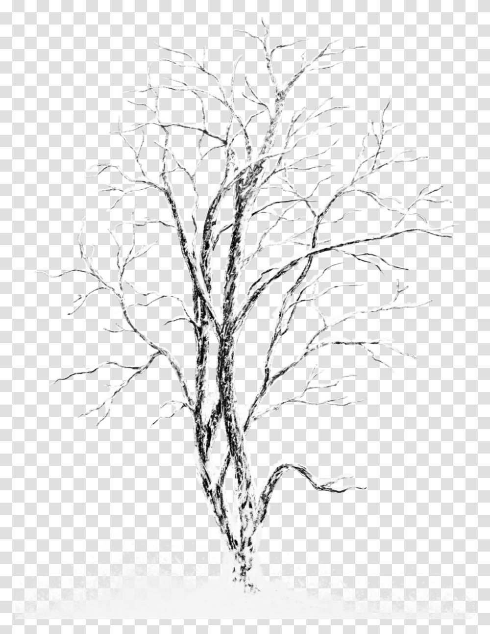 White Winter Tree Snow Cover Tree Drawing, Plant, Tree Trunk, Stencil, Silhouette Transparent Png
