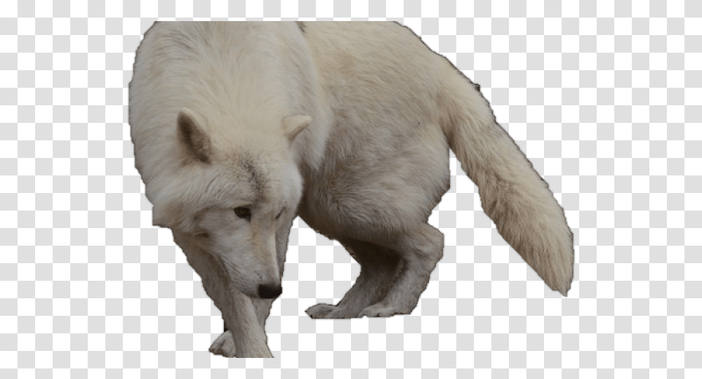 White Wolf Clipart Wolf Silhouette Arctic Wolf With No Background, Mammal, Animal, Dog, Pet Transparent Png