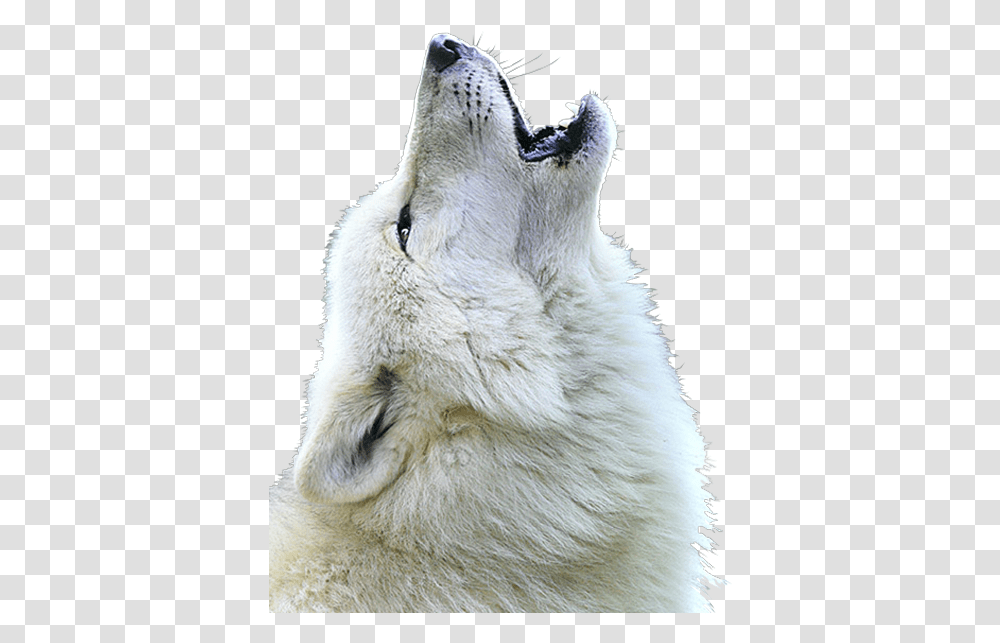 White Wolf Close Up Of Wolf Face, Mammal, Animal, White Dog, Pet Transparent Png