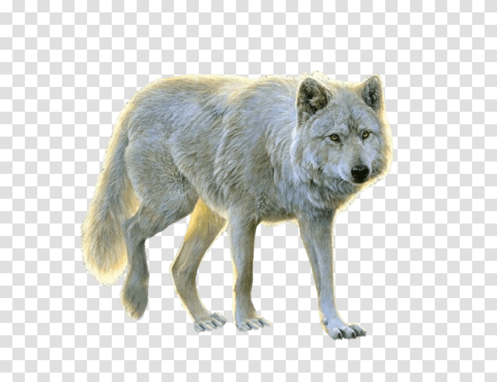 White Wolf Images Animals For Photoshop, Mammal, Dog, Pet, Canine Transparent Png