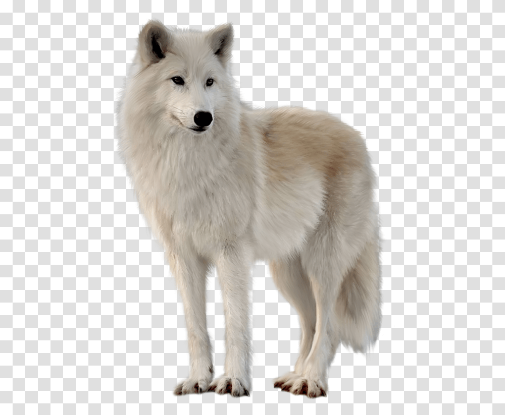 White Wolf White Wolf, Mammal, Animal, Dog, Pet Transparent Png