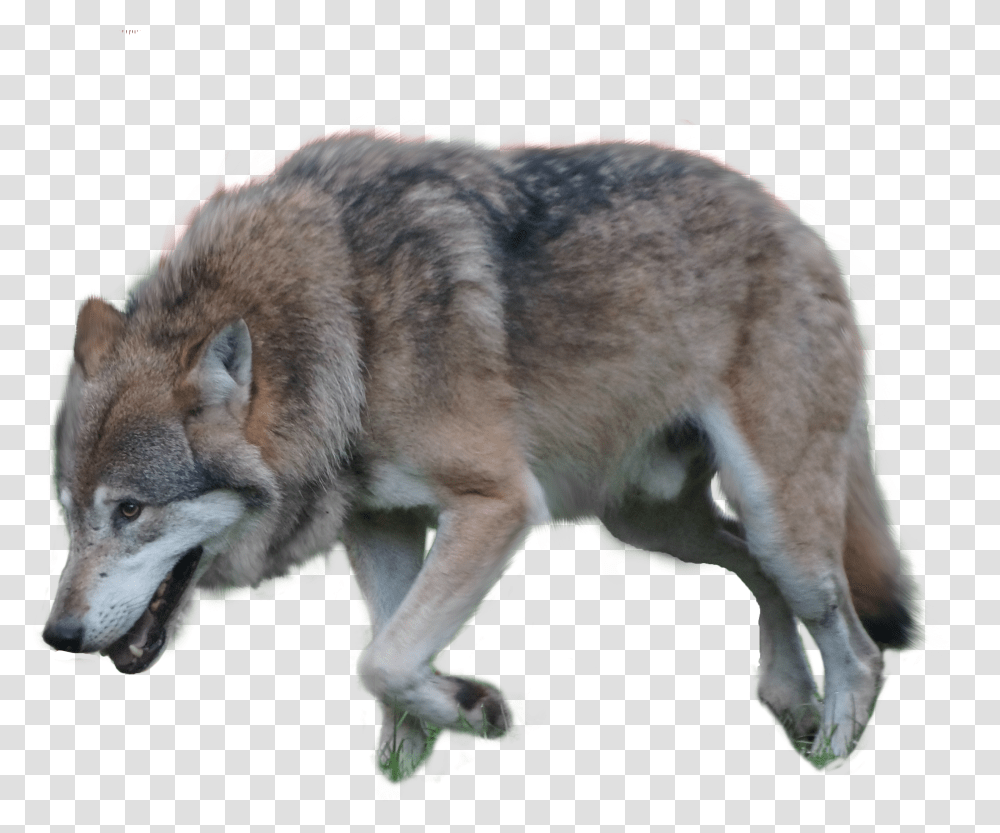 White Wolf Wolf Background Transparent Png