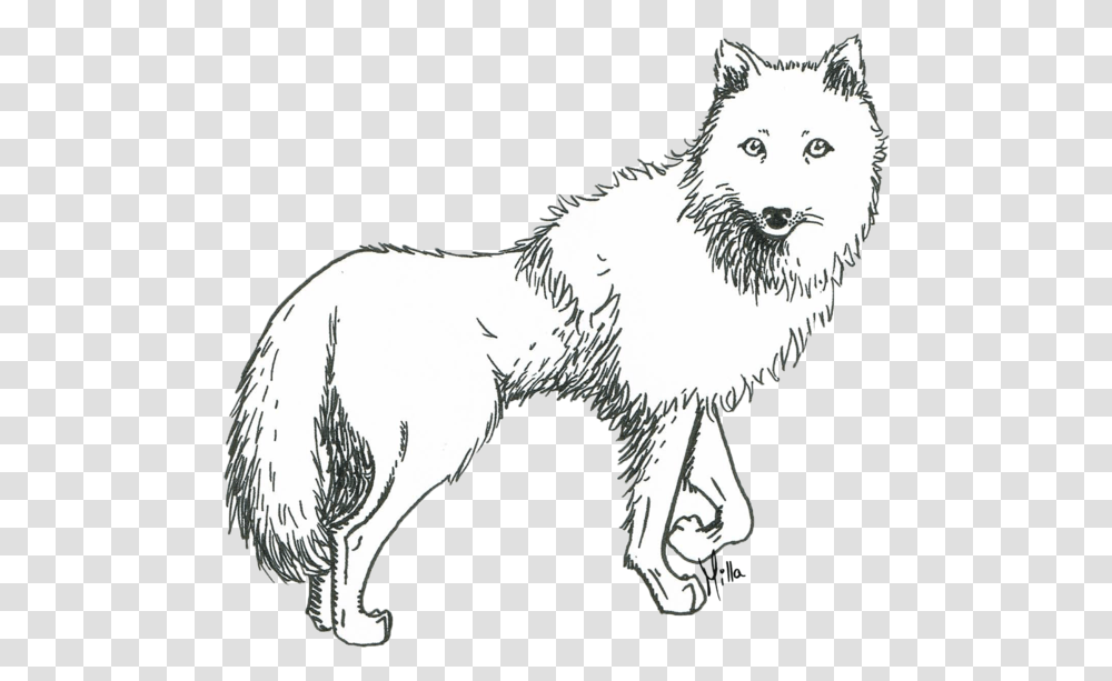 White Wolf Wolf Drawing, Mammal, Animal, Tiger, Wildlife Transparent Png