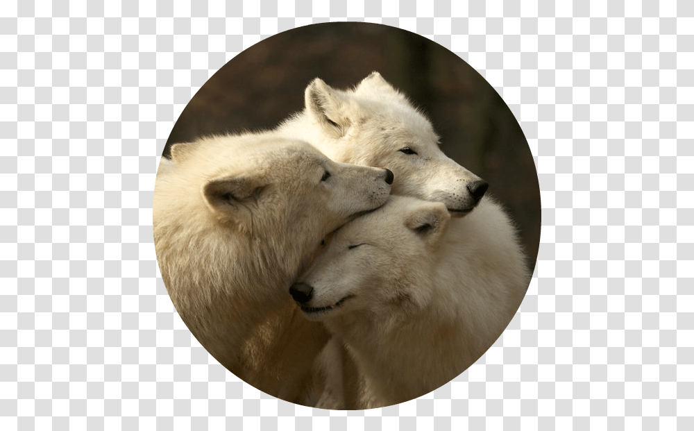 White Wolves Download Being A Family Means You Will Love, Wolf, Mammal, Animal, Canine Transparent Png