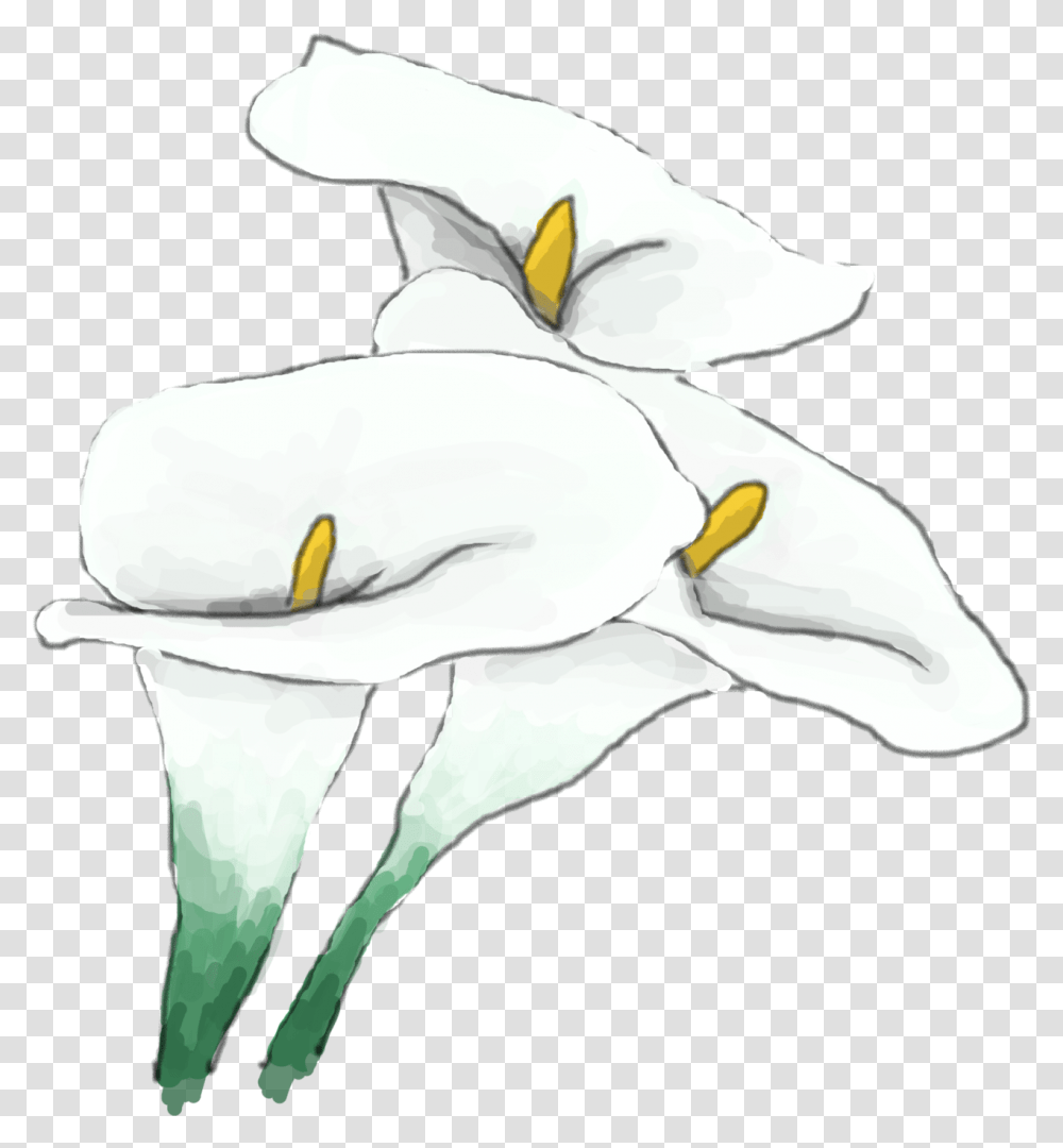 Whitelily Lily, Animal, Bird, Flower, Plant Transparent Png