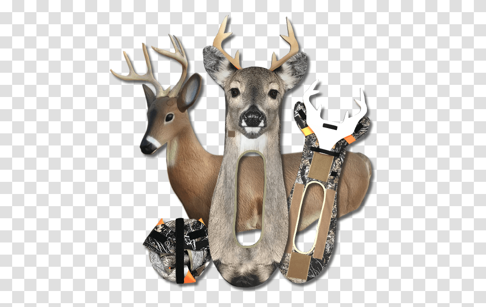 Whitetail Buck Stalkeranddrifter Stalker Decoy Deer, Antler, Wildlife, Mammal, Animal Transparent Png