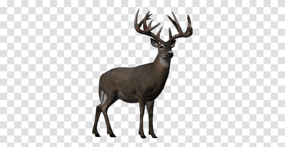 Whitetail Deer Big Buck Hunter Wiki Fandom Powered, Elk, Wildlife, Mammal, Animal Transparent Png