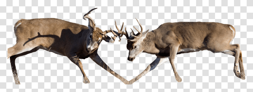 Whitetail Deer Buck Fighting, Antelope, Wildlife, Mammal, Animal Transparent Png