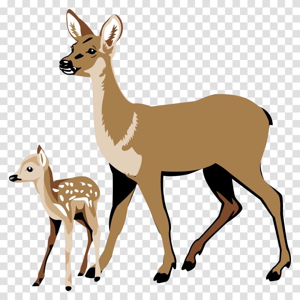 Whitetail Deer Clipart, Wildlife, Mammal, Animal, Antelope Transparent Png