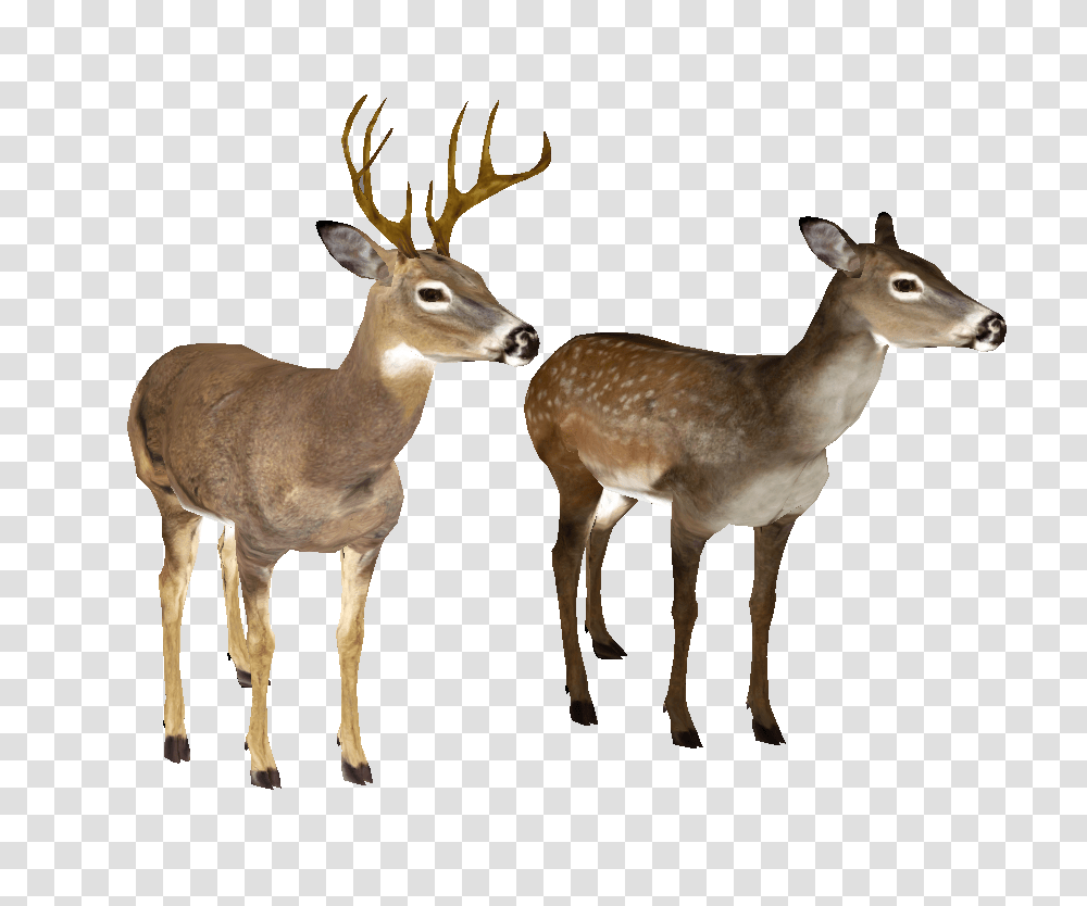 Whitetail Deer Head, Antelope, Wildlife, Mammal, Animal Transparent Png