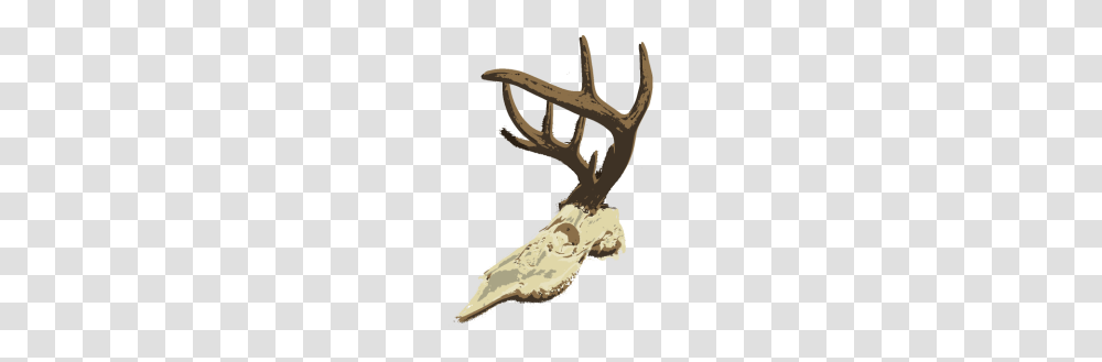 Whitetail Deer Skull, Antler, Weapon, Weaponry Transparent Png