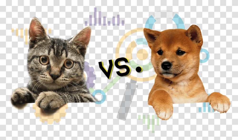 Who Does The Internet Love More Cat, Pet, Mammal, Animal, Dog Transparent Png