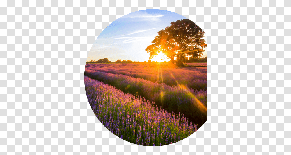 Who We Are About Shionogi Wallpaper, Fisheye, Outdoors, Nature, Field Transparent Png