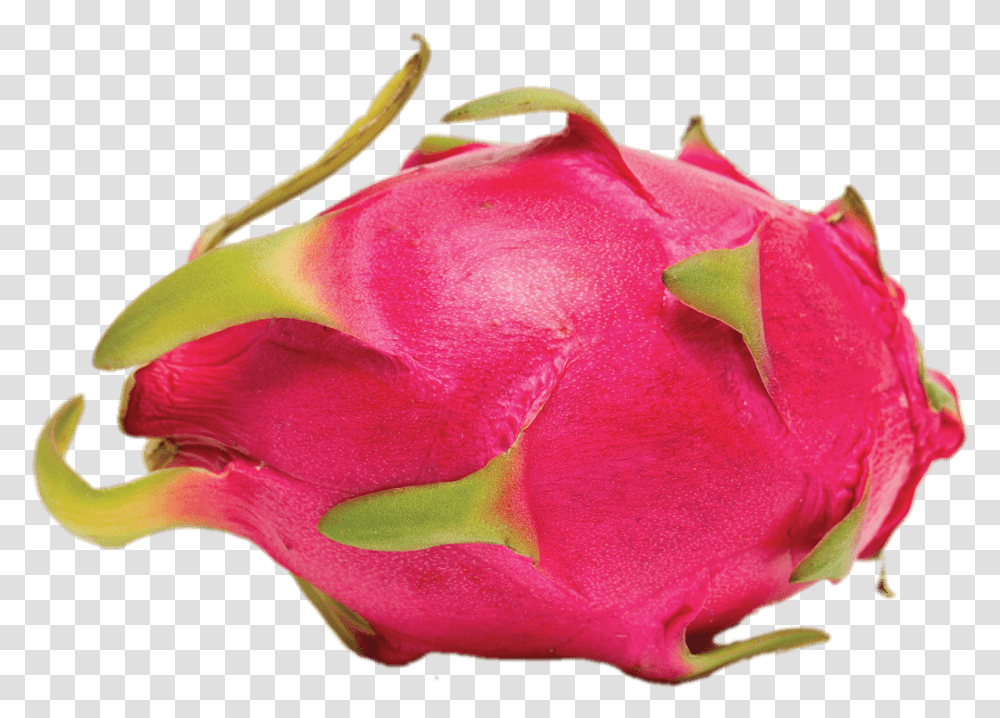 Whole Dragon Fruit Dragon Fruit Outer Skin, Plant, Flower, Blossom, Rose Transparent Png