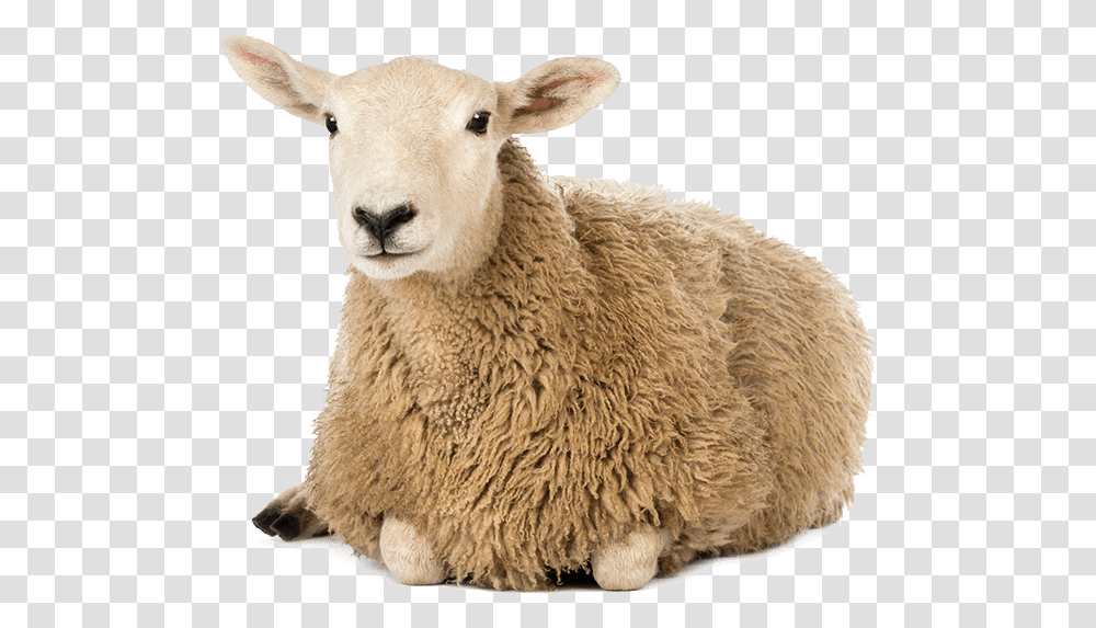 Whole Food Cale Sheep Herd White Background, Mammal, Animal Transparent Png