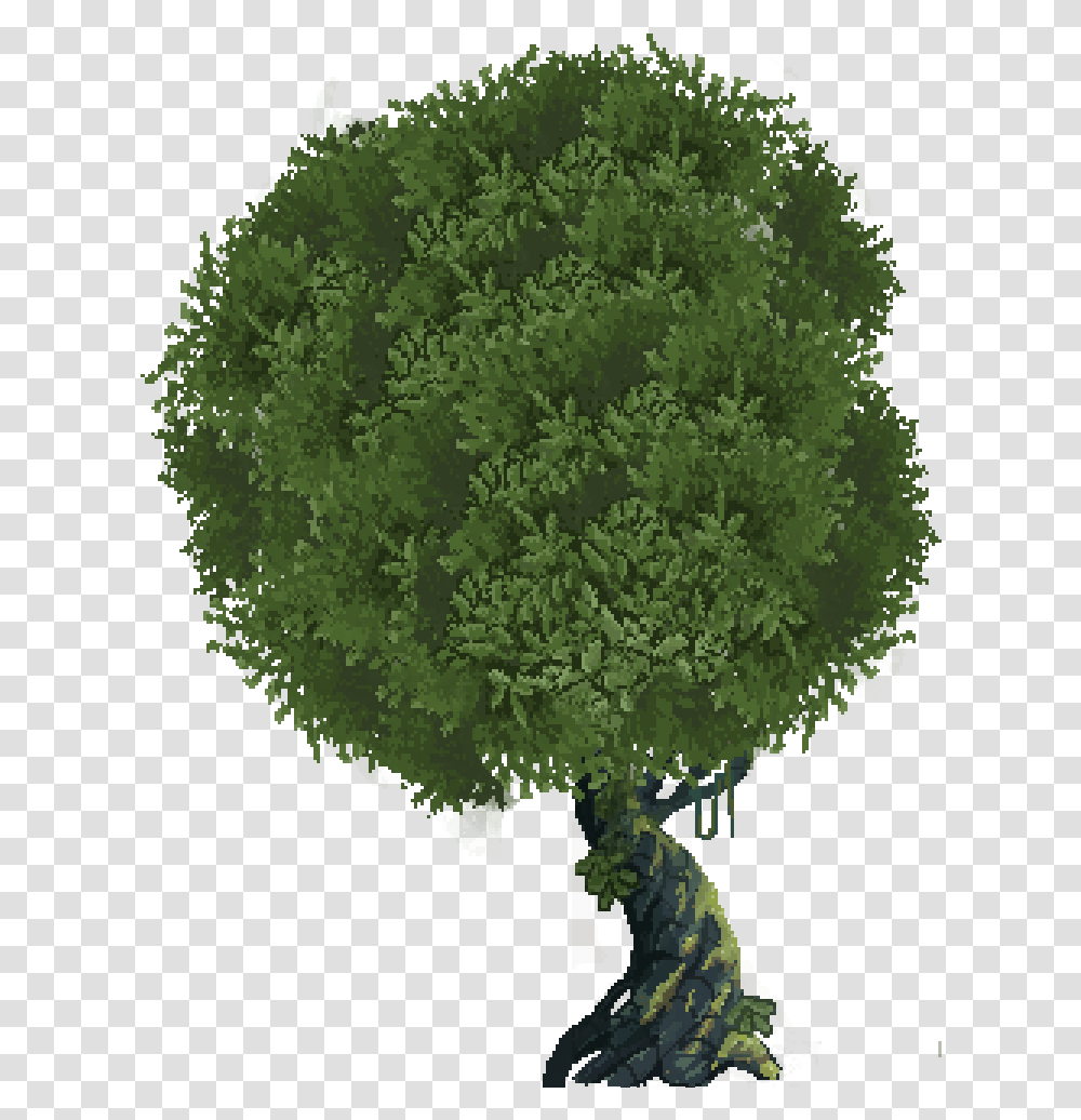 Whole Tree1 Tree Bushes Full Size Download Seekpng Bush, Plant, Vegetation, Moss, Sphere Transparent Png