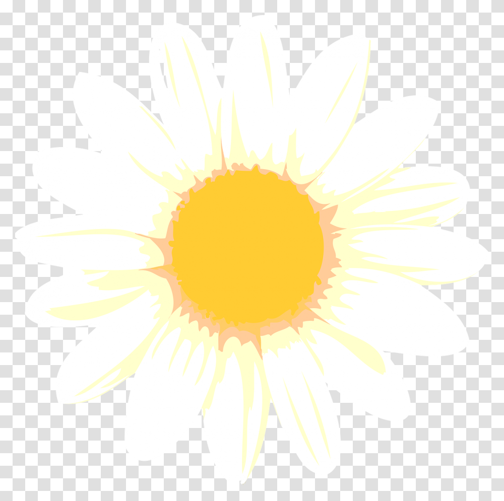Whole World Window, Plant, Flower, Blossom, Daisy Transparent Png
