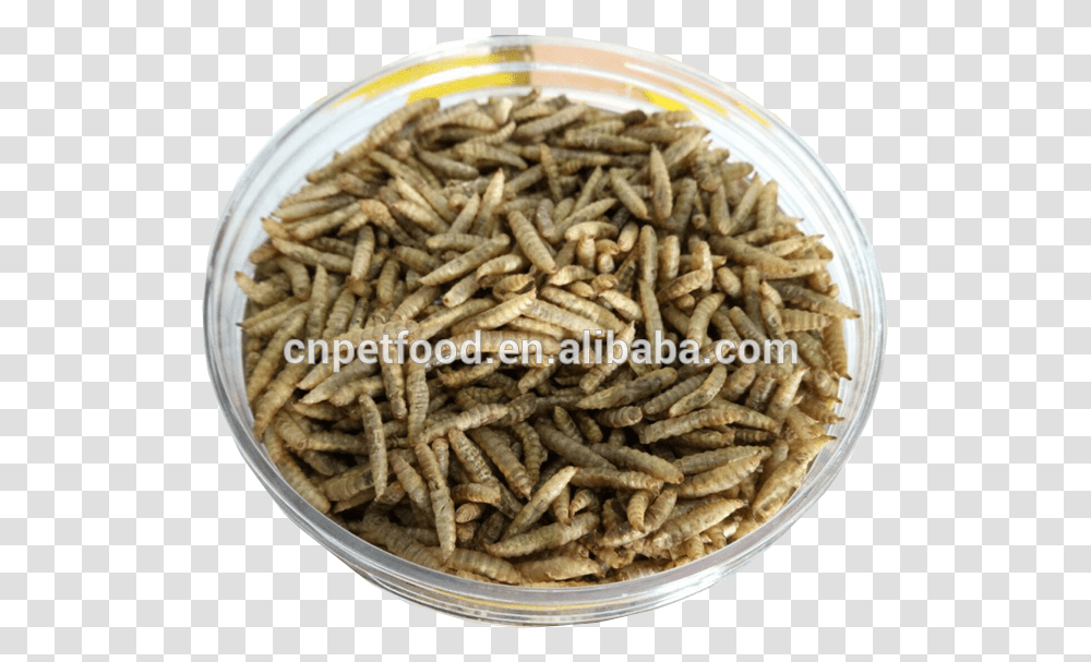Wholesale Bird Food Fish Food Dried Black Soldier Fly Grasshopper, Plant, Green Bean, Produce, Vegetable Transparent Png