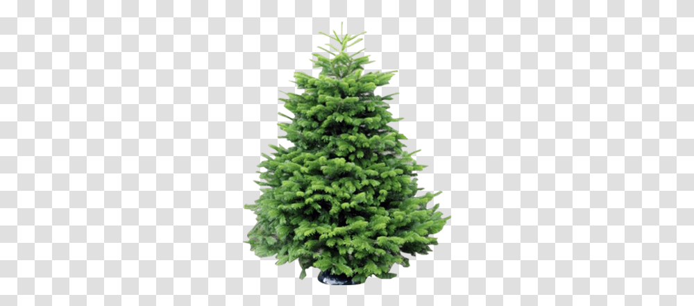 Wholesale Christmas Trees Supplier Welsh British Christmas Tree, Plant, Ornament, Pine, Fir Transparent Png