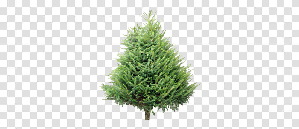 Wholesale Christmas Trees Supplier Welsh British Chunk Of Pine Tree, Plant, Fir, Abies, Conifer Transparent Png