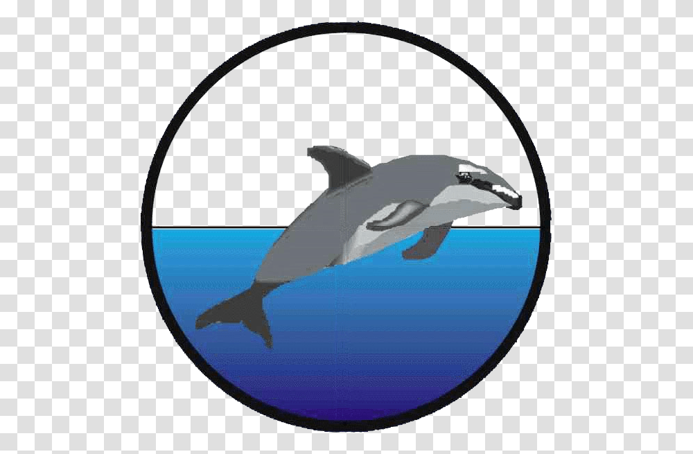 Wholphin, Dolphin, Mammal, Sea Life, Animal Transparent Png