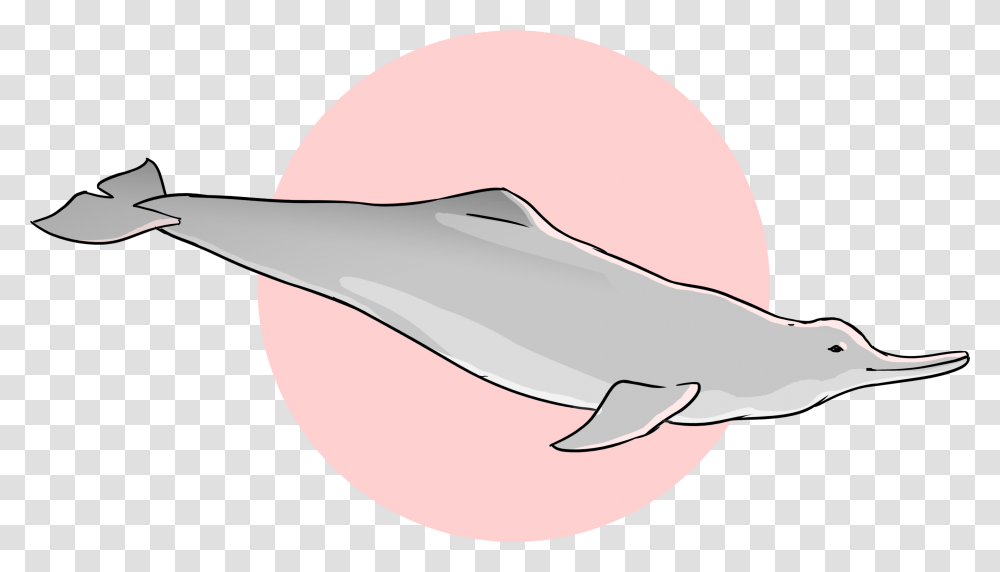 Wholphin, Sea Life, Animal, Mammal, Dolphin Transparent Png