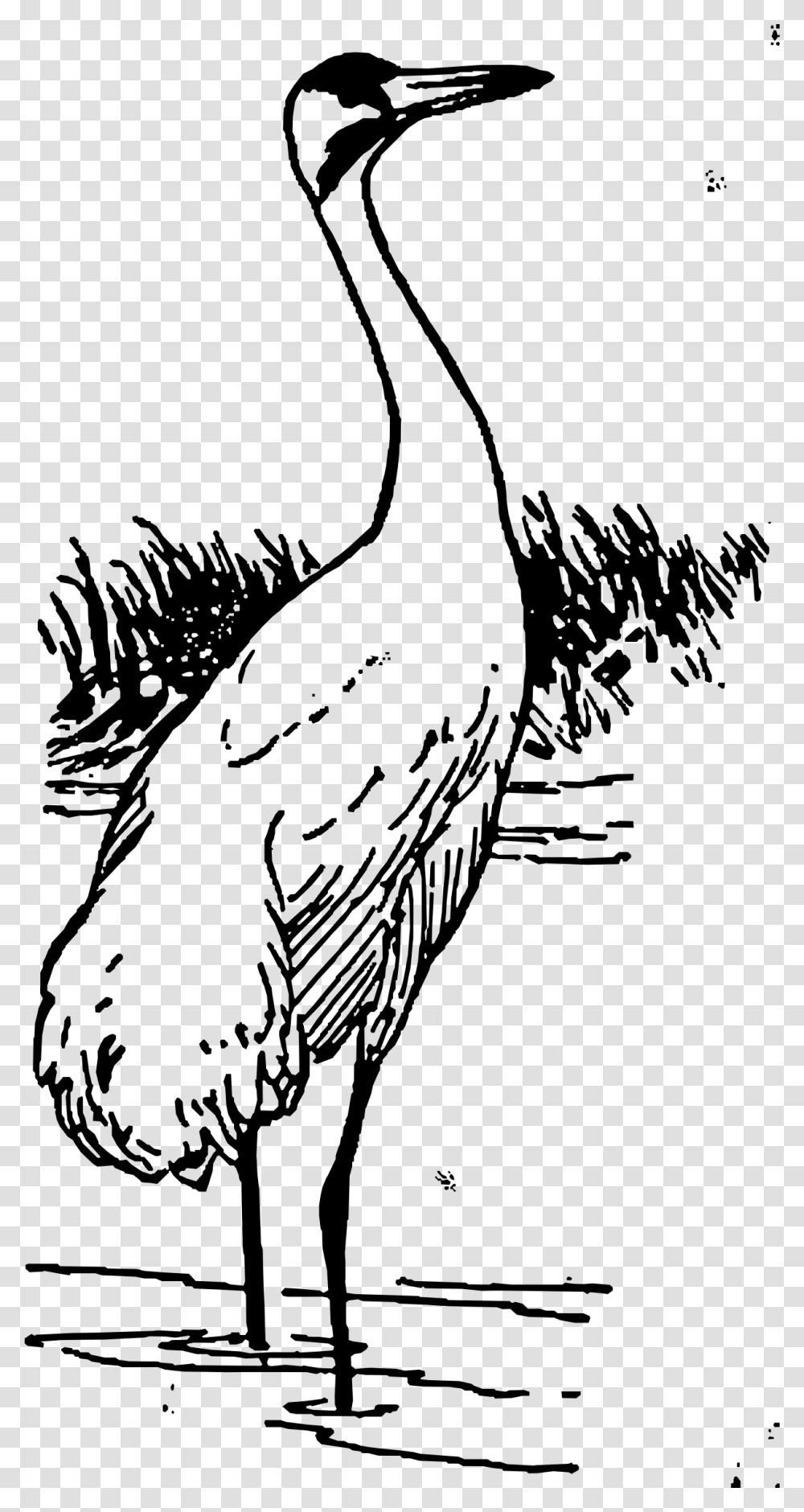 Whooping Crane Clip Arts Clipart Black And White Crane, Gray, World Of Warcraft Transparent Png