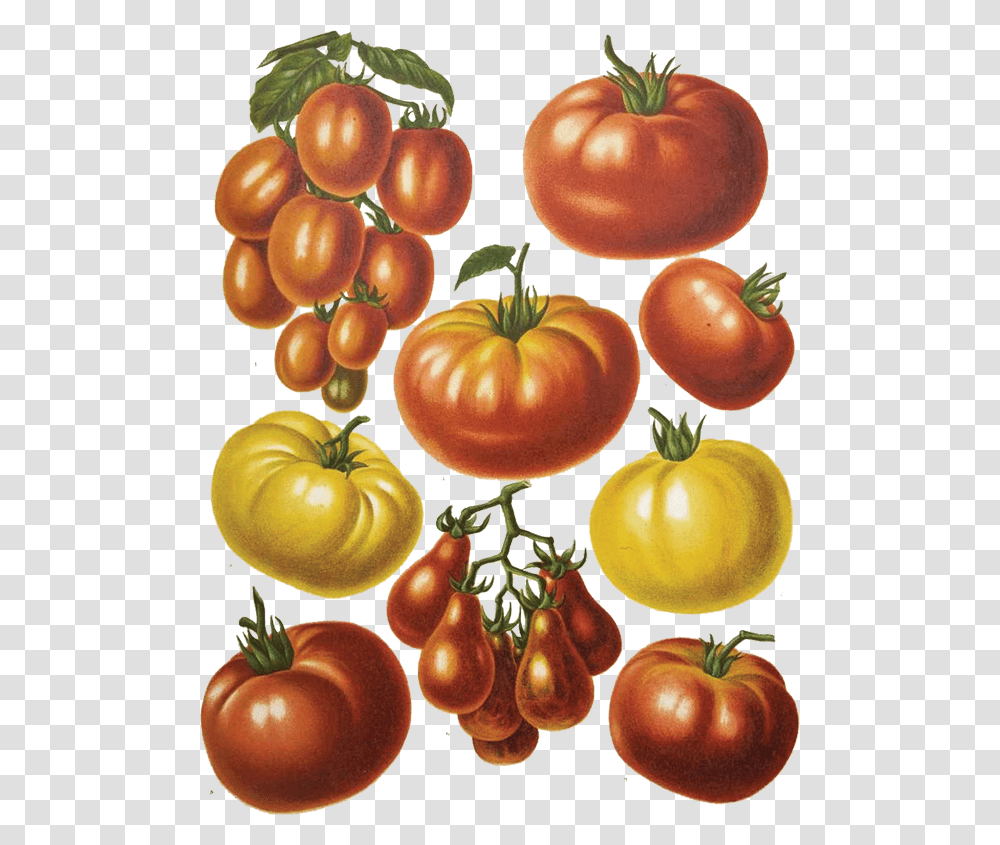 Whopper Botanical Print Tomato, Plant, Apple, Fruit, Food Transparent Png