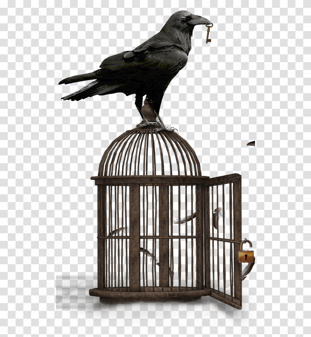 Why A Raven Is Very Crafty Bird About Wild Animals World Storytelling Day 2020 Voyage, Gate, Pigeon, Dove, Finch Transparent Png