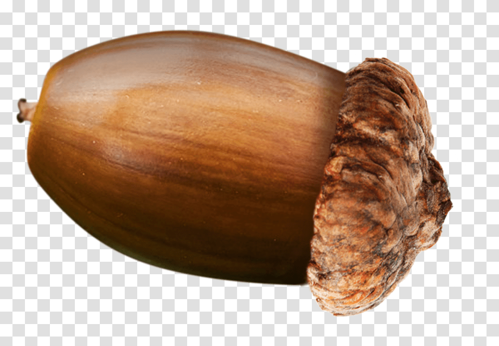 Why Acorn Nut Food Is Background, Plant, Produce, Vegetable, Seed Transparent Png