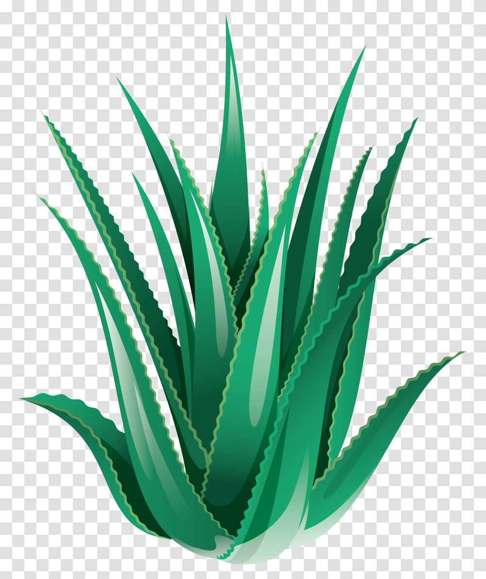 Why Aloe Vera Scent Imperium, Plant Transparent Png