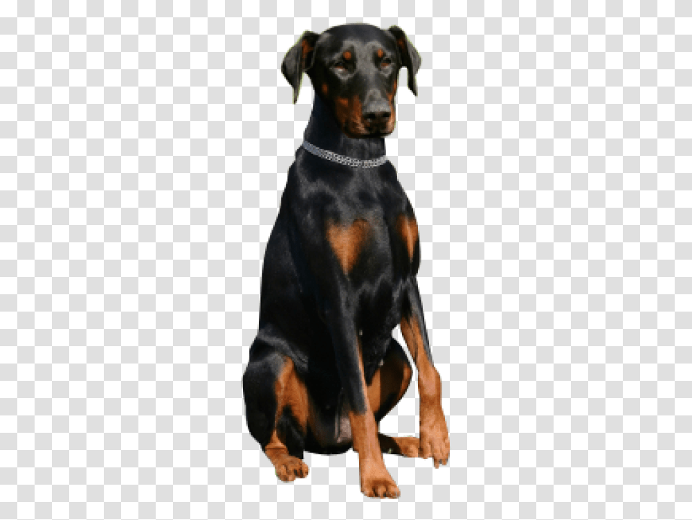 Why Choose A Doberman Pinsche Happy Birthday Images With Doberman, Canine, Mammal, Animal, Pet Transparent Png