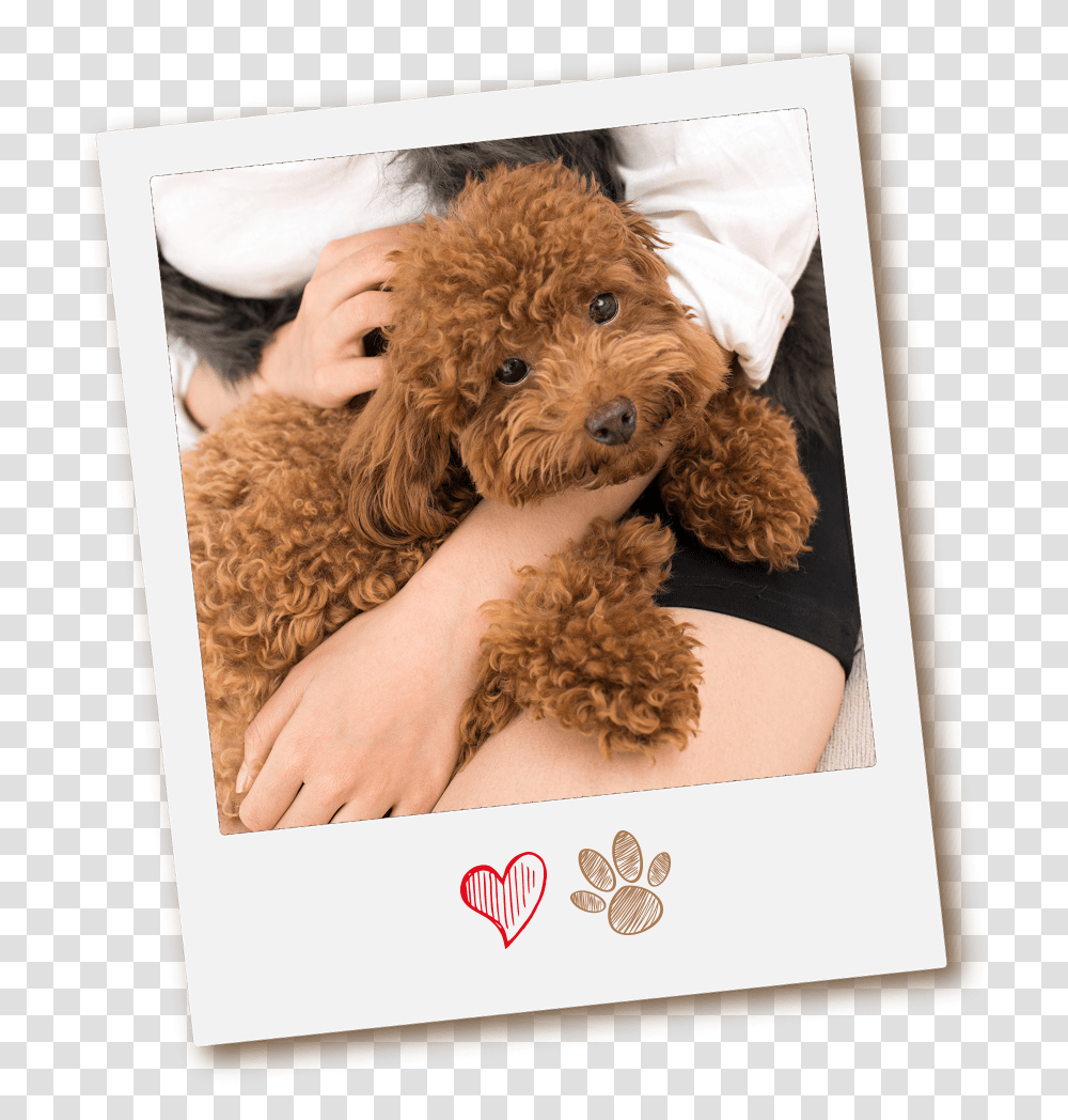 Why Congas Mobile Pet Grooming Labradoodle, Dog, Canine, Animal, Mammal Transparent Png