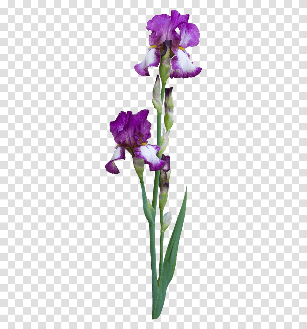 Why Do People Choose To Birth At A Birth Center Iris Albicans, Flower, Plant, Blossom, Petal Transparent Png