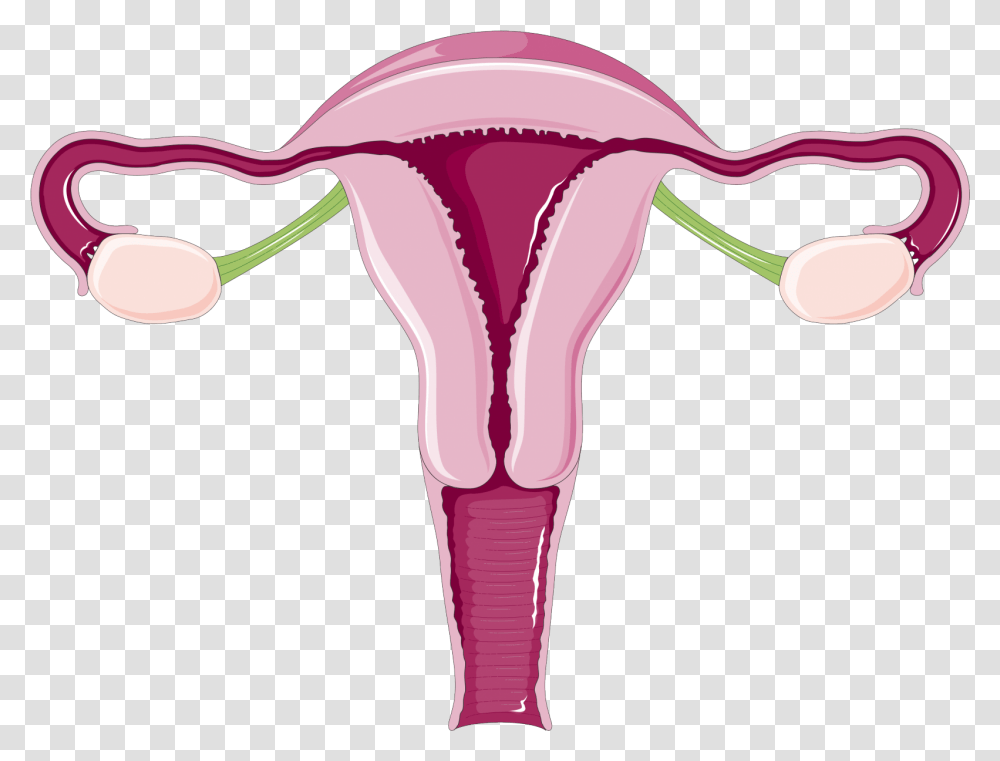 Why Do Women Have Periods Everything Normal Size Of Uterus In Mm, Blow Dryer, Light, Clothing, Plant Transparent Png