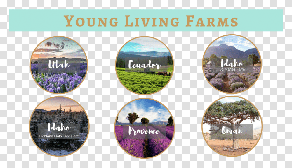 Why Essential Oils Young Living Farms, Outdoors, Nature Transparent Png